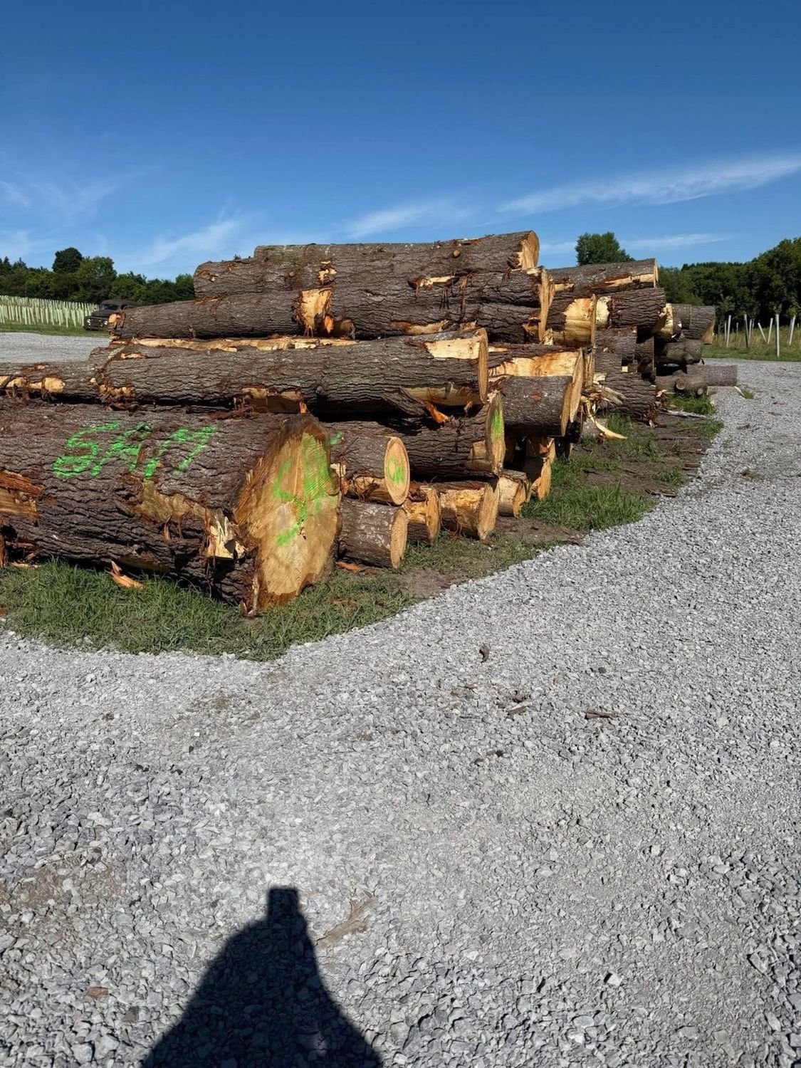 A long stack of raw carving logs staged on gravel at the event grounds.